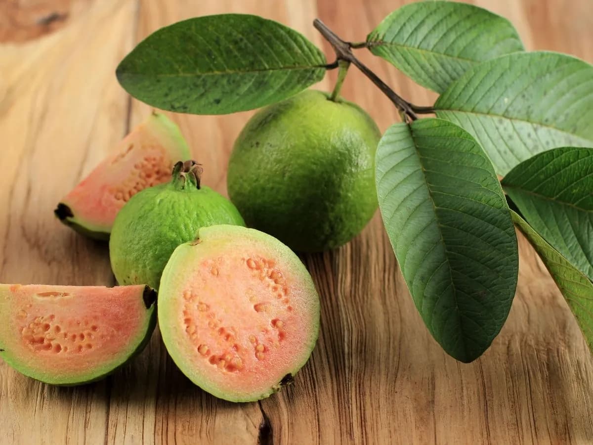 Guava Leaves and Sex: Are the Benefits Backed by Science in the Philippines? - andyou.ph